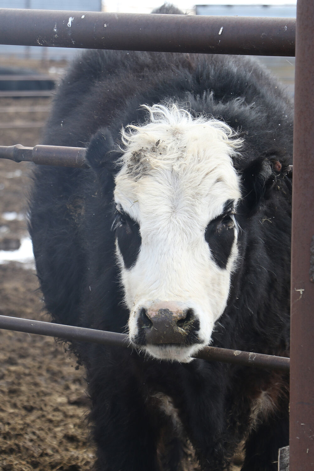 Raising a ranch family with values on Broken Arrow Angus Ranch